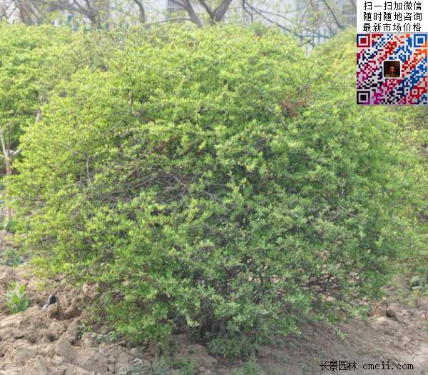 火棘--長(zhǎng)景園林 火棘--長(zhǎng)景園林
