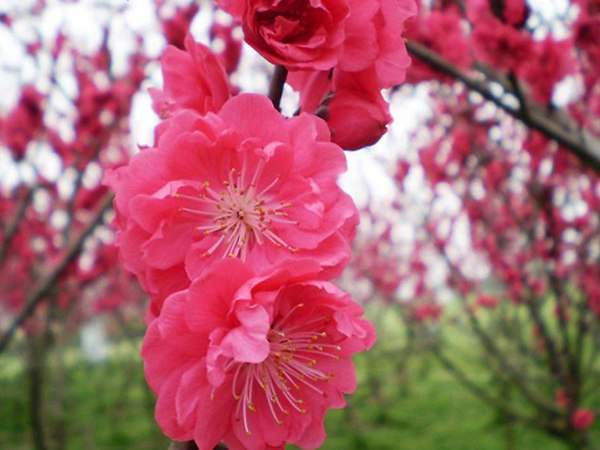 紅梅花一般什么時候開花？