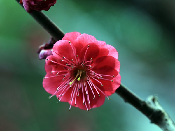 紅梅花一般什么時候開花？