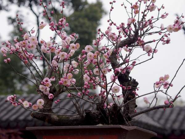 盆栽紅梅如何制作及養(yǎng)護(hù)管理技巧