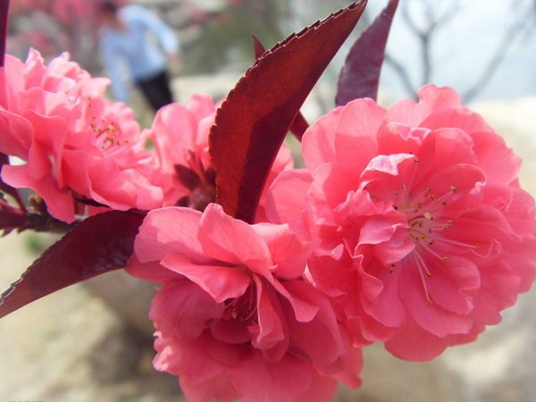 紅葉碧桃花期有多長，幾月份開花？