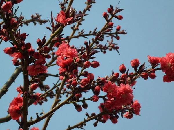 紅葉碧桃花期有多長，幾月份開花？