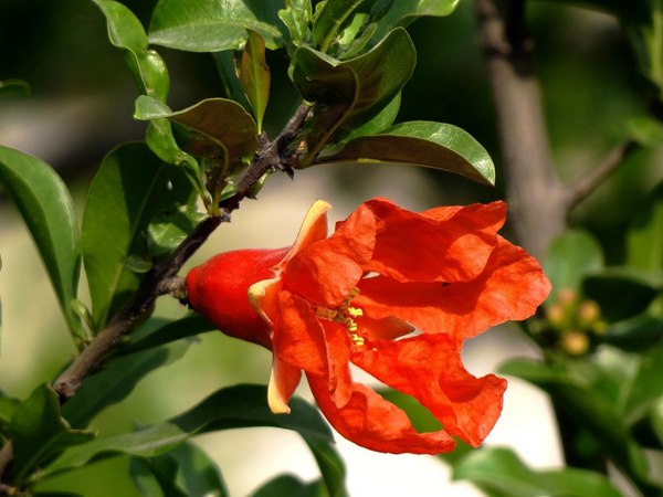 花石榴的花期、果期是什么時候