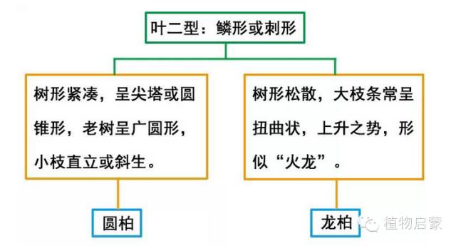 圓柏、刺柏、側(cè)柏、柏木以及龍柏的簡(jiǎn)易識(shí)別法