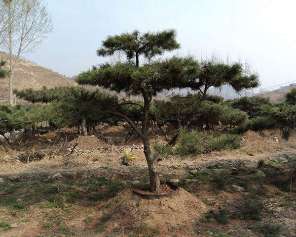 黑松景觀樹(shù)