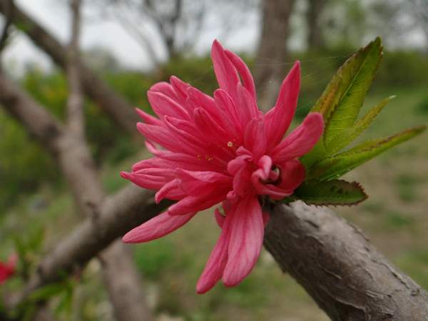 菊花碧桃--長(zhǎng)景園林