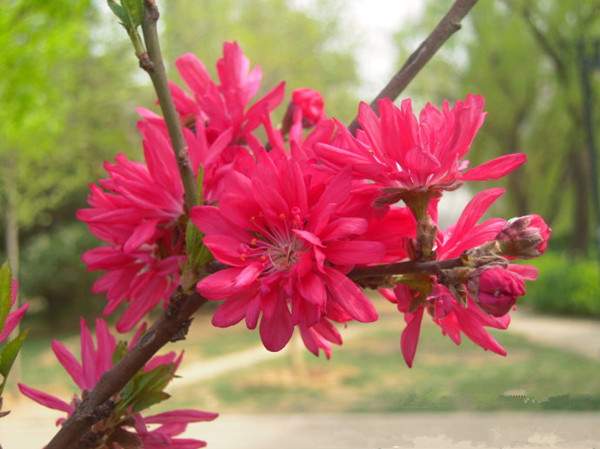 菊花碧桃--長(zhǎng)景園林