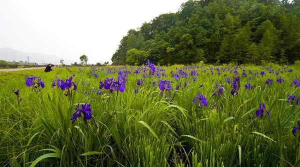 藍花鳶尾基地實拍圖片