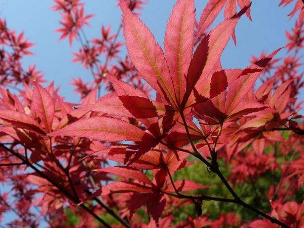 紅楓作衫，白楊為裙，美的傾國傾城！