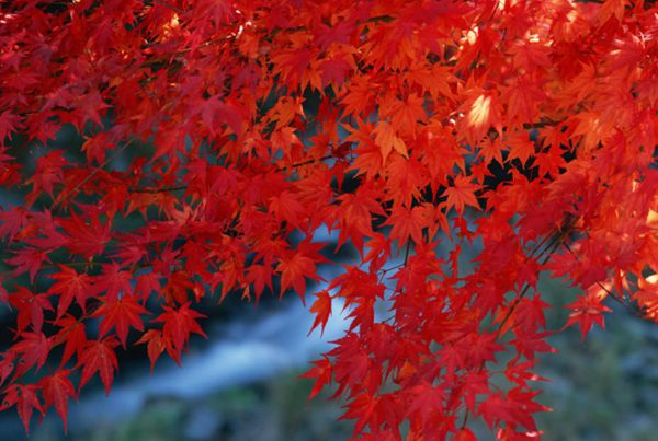 紅楓作衫，白楊為裙，美的傾國傾城！