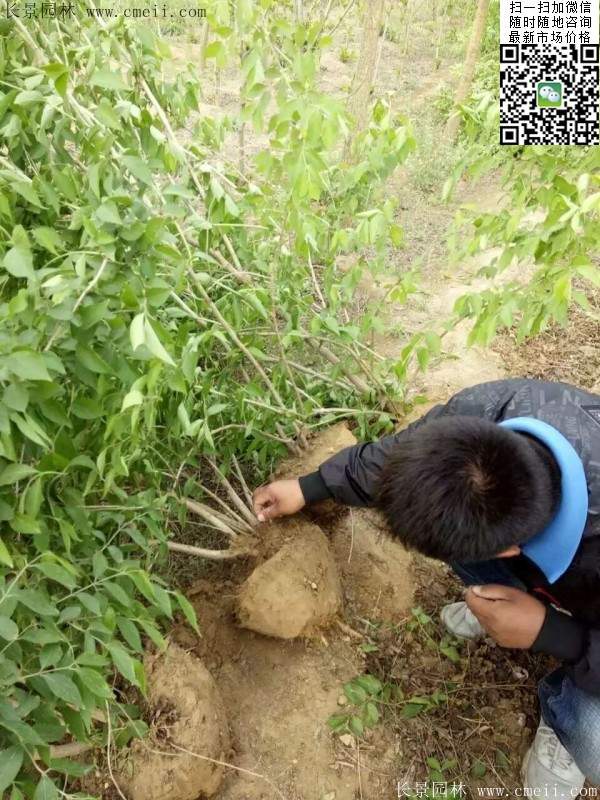 金銀木 金銀木