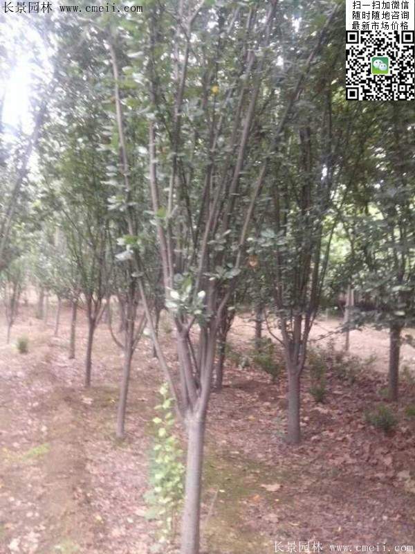 西府海棠