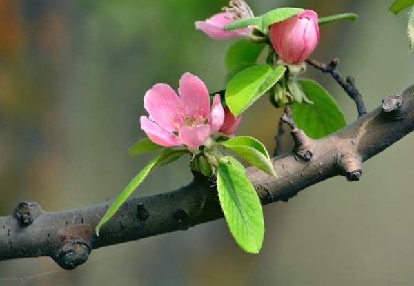 沭陽(yáng)木瓜樹 沭陽(yáng)木瓜樹