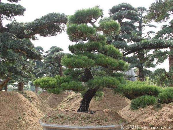 沭陽(yáng)黑松造型