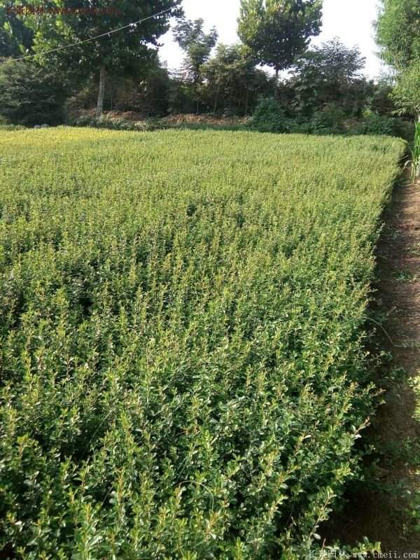 沭陽(yáng)火棘綠化 沭陽(yáng)火棘綠化