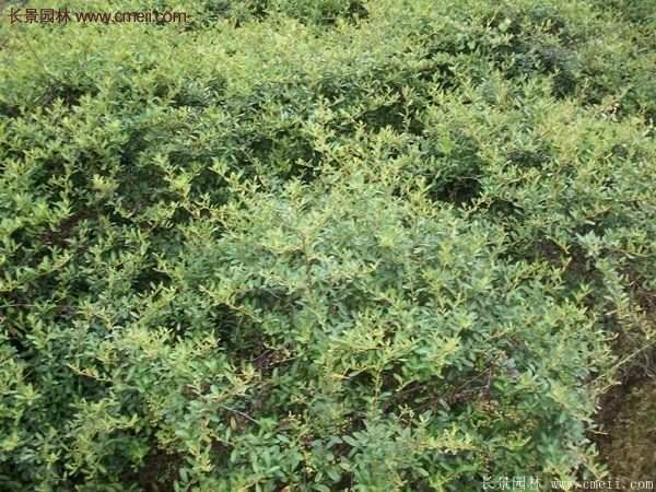 沭陽(yáng)火棘綠化 沭陽(yáng)火棘綠化