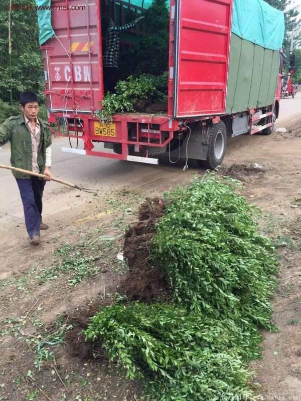 火棘苗 火棘苗