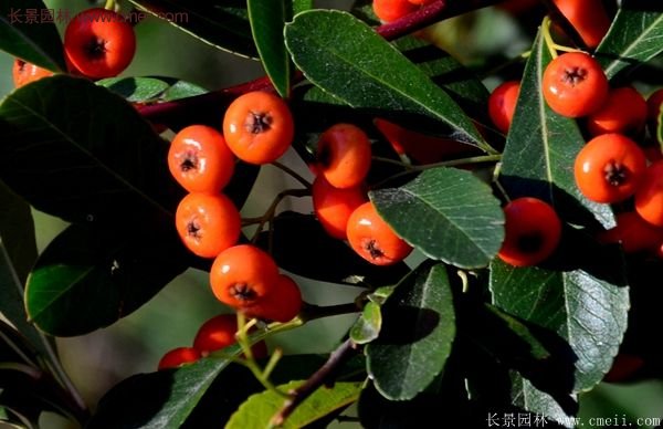 沭陽(yáng)火棘的標(biāo)準(zhǔn) 沭陽(yáng)火棘的標(biāo)準(zhǔn)