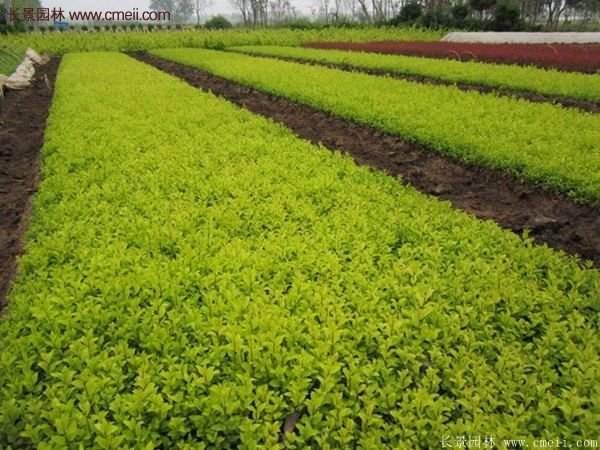 沭陽基地的金葉女貞 沭陽基地的金葉女貞