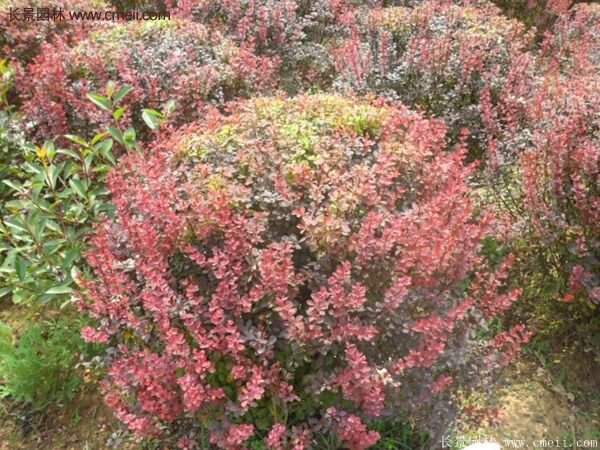 沭陽(yáng)基地的紅葉小檗苗、紅葉小檗球