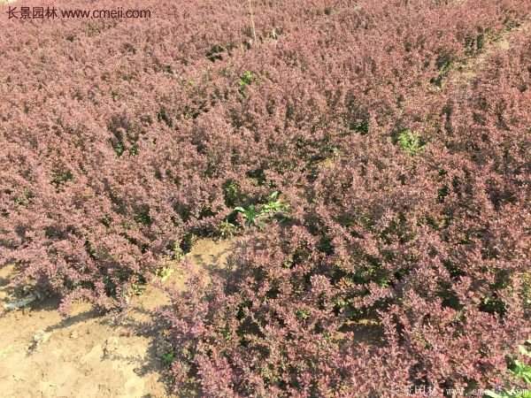 沭陽(yáng)基地的紅葉小檗