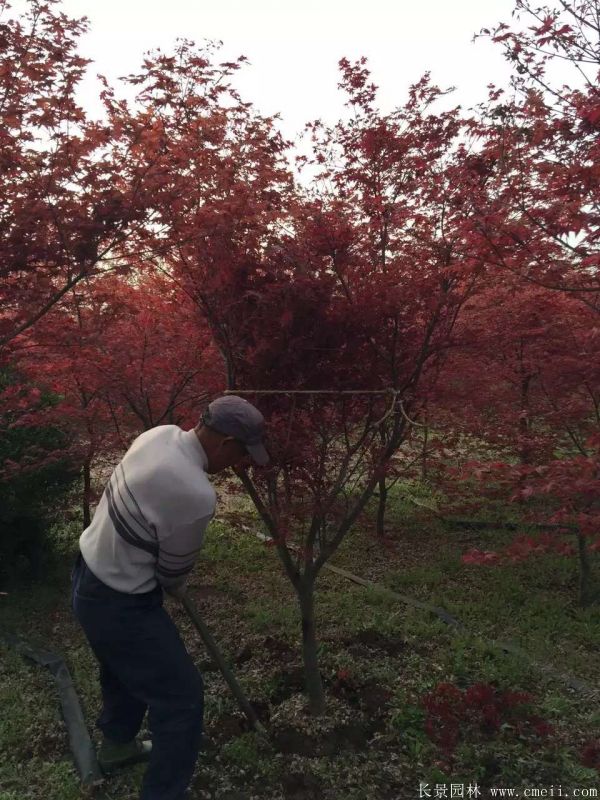 日本紅楓