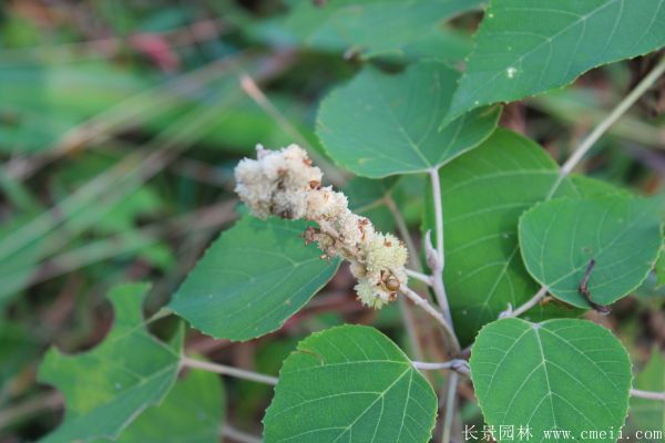 烏桕樹(shù)圖片烏桕樹(shù)基地實(shí)拍