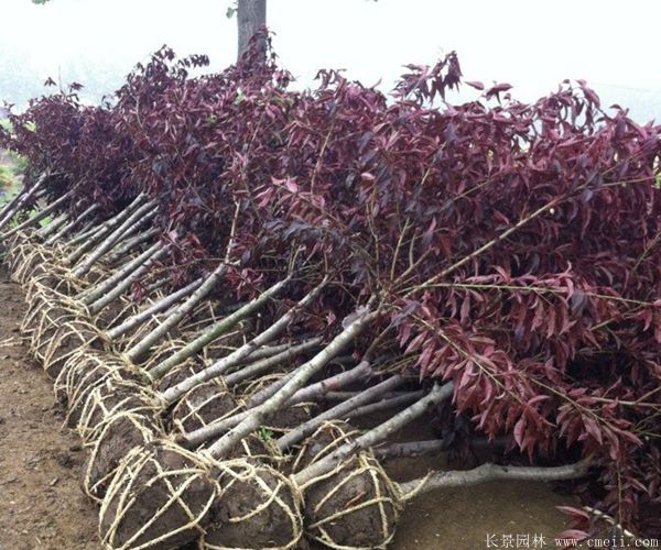 紅葉碧桃圖片紅葉碧桃基地實拍