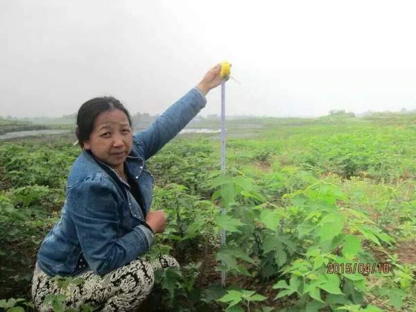 構樹種子發(fā)芽出苗圖片