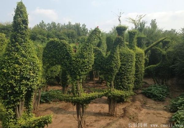 小葉女貞造型樹圖片基地實(shí)拍