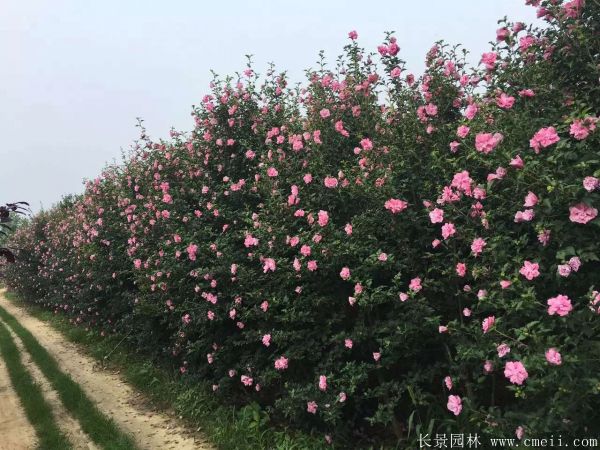 木槿花圖片基地實(shí)拍