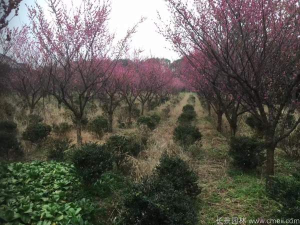 紅梅樹(shù)紅梅花圖片基地實(shí)拍