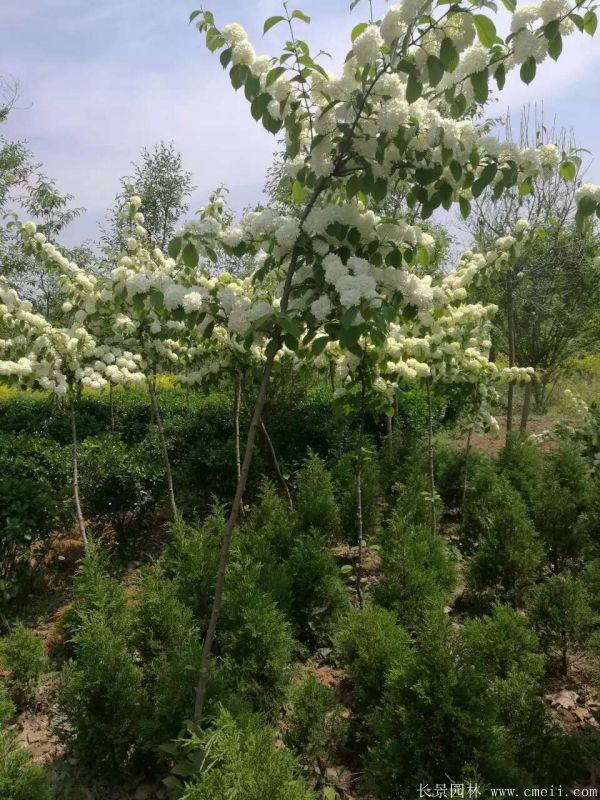 繡球花圖片基地實拍