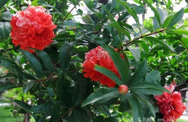 花石榴圖片基地實拍