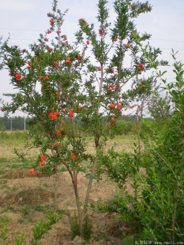 花石榴圖片基地實拍