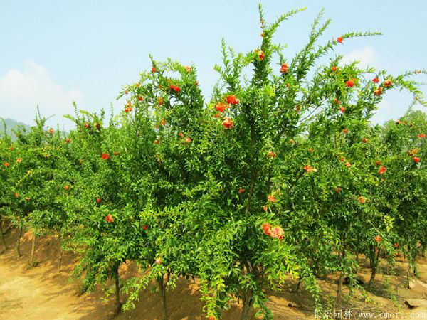 花石榴圖片基地實拍