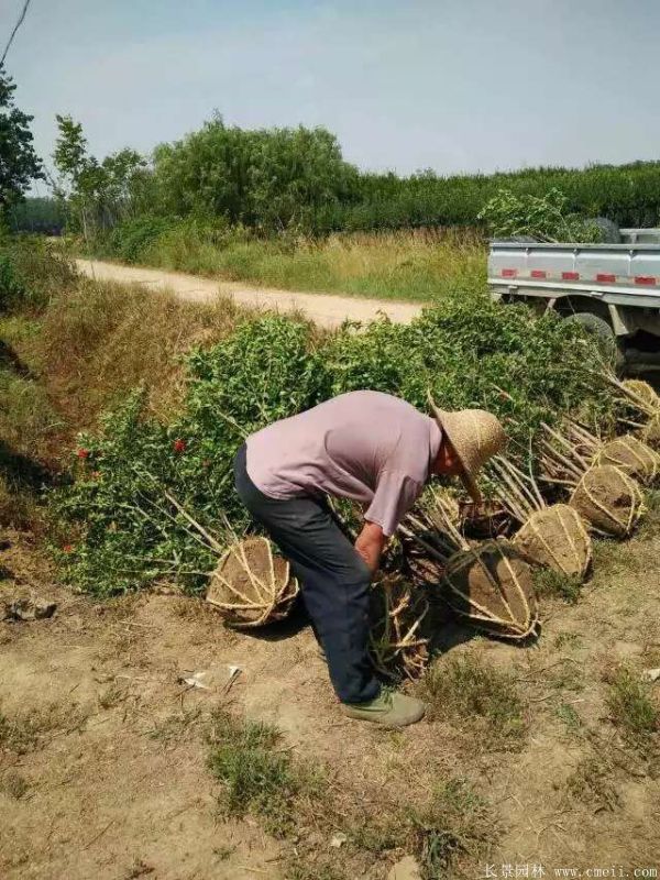 花石榴圖片基地實拍