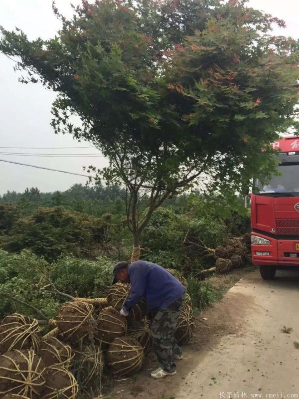 雞爪槭圖片基地實(shí)拍