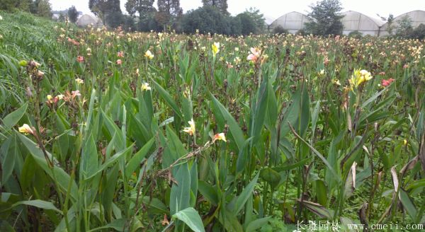 大花美人蕉基地實(shí)拍圖片