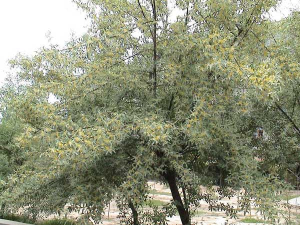 沙棗種子發(fā)芽出苗圖片