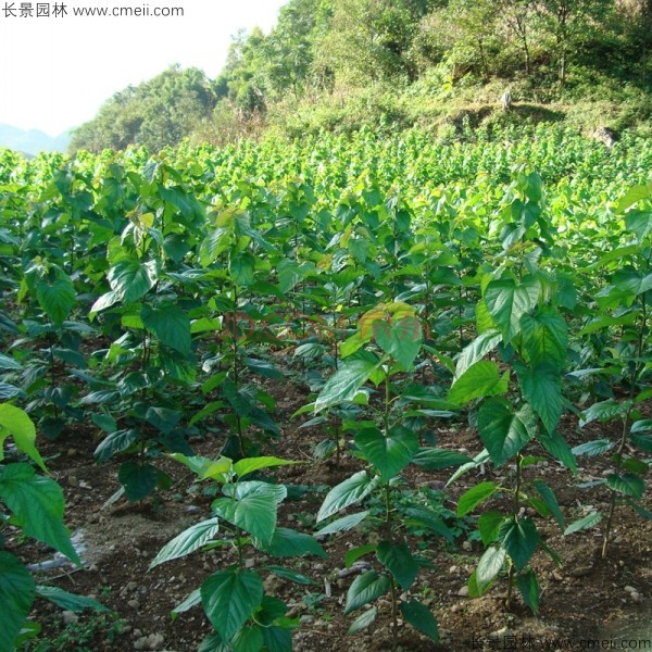 桑樹種子發(fā)芽出苗圖片