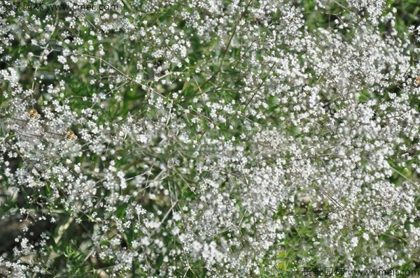 滿天星植物開花圖片