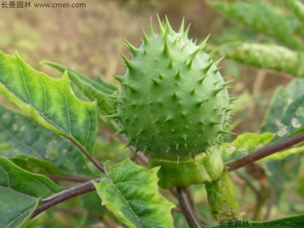 曼陀羅種子發(fā)芽出苗開(kāi)花圖片