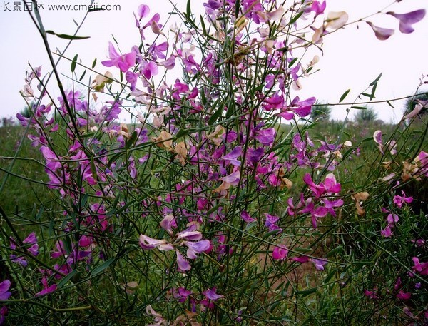 花棒開(kāi)花圖片