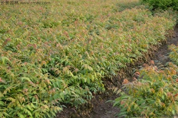 黃山欒樹(shù)種子發(fā)芽出苗圖片