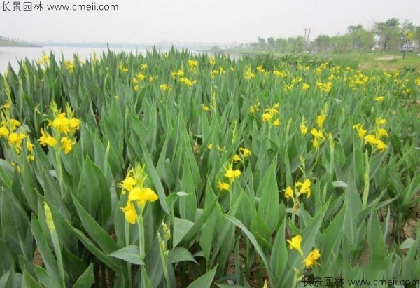 美人蕉種子發(fā)芽出苗開花圖片