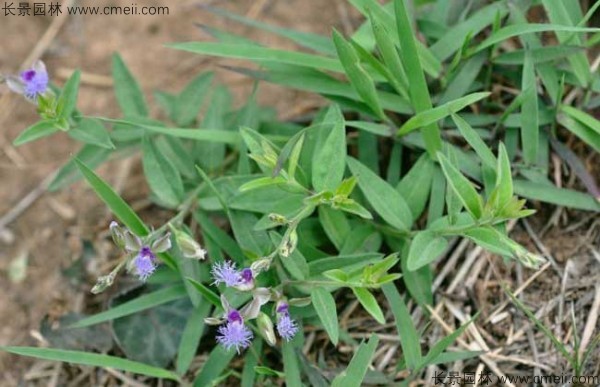 遠(yuǎn)志種子發(fā)芽出苗開(kāi)花圖片