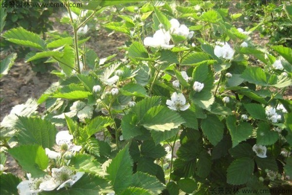 樹(shù)莓種子發(fā)芽出苗圖片