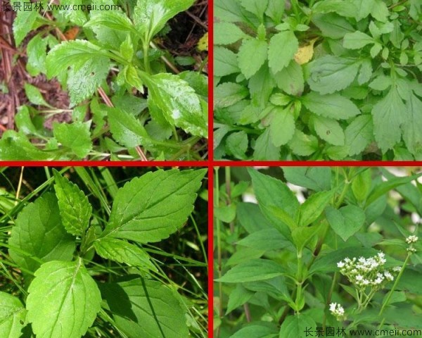 敗醬草種子發(fā)芽出苗圖片