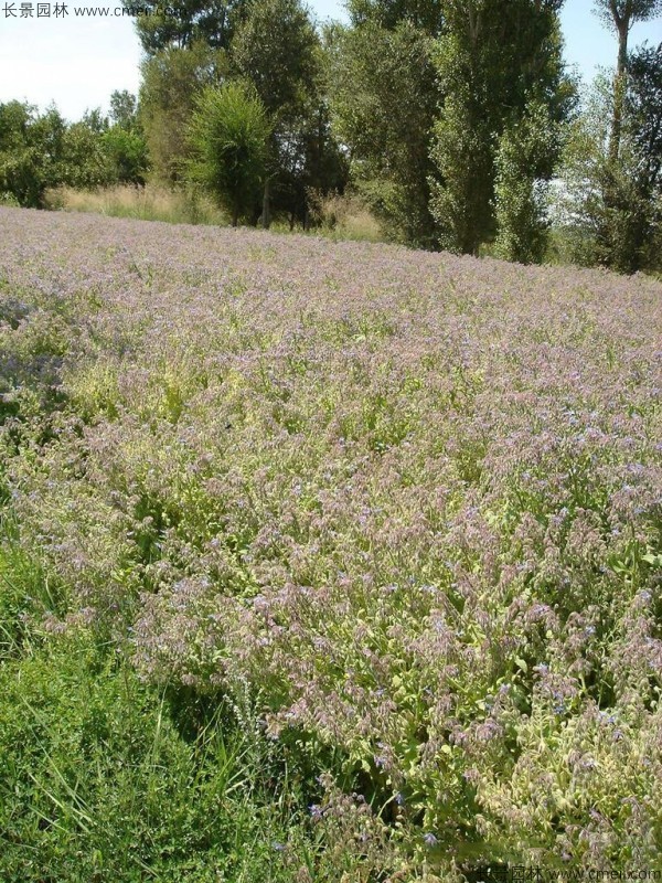 琉璃苣種子發(fā)芽出苗開(kāi)花圖片